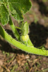 Little ovary on the pumpkin bush in the garden. Agricultural concept, cultivated plants, farming season