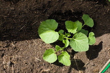Melon bush in the greenhouse. Agriculture concept, cultivated plants, farmers season