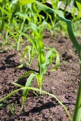 Young corn. Agriculture concept, cultivated plants, farmers season