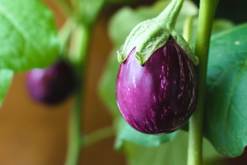 Striped eggplant on a bush in the apartment. Agricultural concept, cultivated vegetables, farmers season