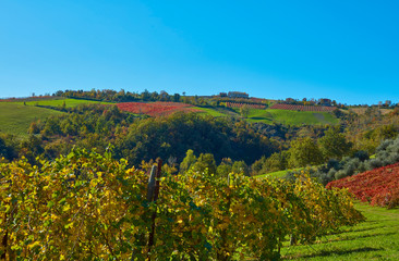 Fototapeta na wymiar autumn landscape in the countryside of Castelvetro, vineyards of Lambrusco Grasparossa and Pignoletto, Modena, Italy