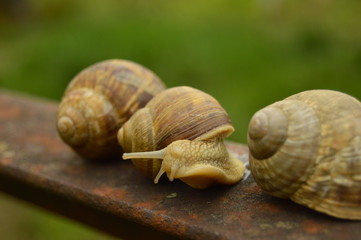 Snails