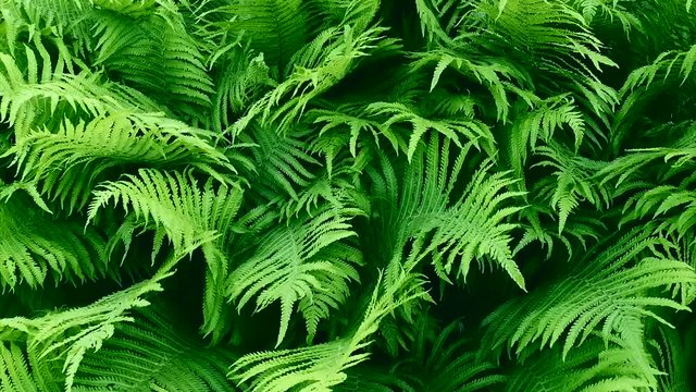 Fern leaves. Mysterious natural background of fern leaves in the wind. Summer background.