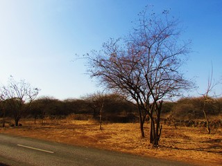 Fototapeta na wymiar Gir forest Gujarat, India