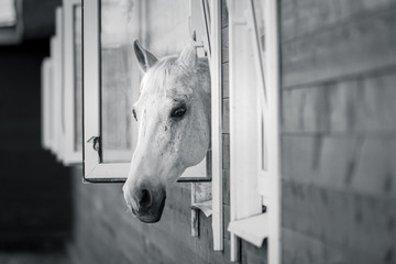 White horse