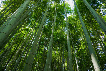 Fototapeta na wymiar bambou japonais