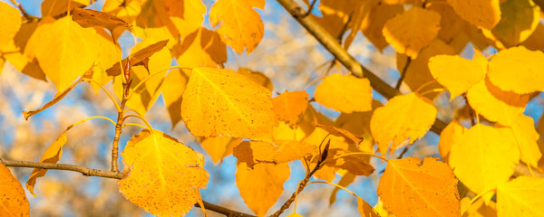 Naklejka na ściany i meble Autumn panoramic natural background - golden yellow birch leaves, lit by the sun