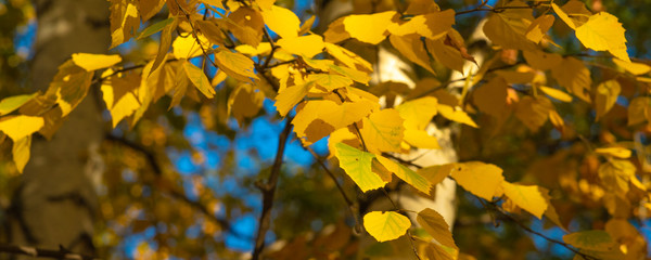 Autumn panoramic natural background - golden yellow birch leaves, lit by the sun