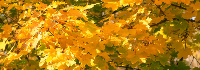 Autumn panoramic natural background - golden yellow maple leaves, illuminated by the sun