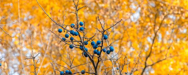 Autumn panoramic natural background - blackthorn berries on a background of autumn forest, trees...