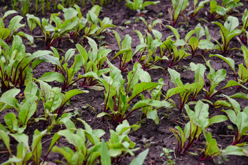 young beet in the garden
