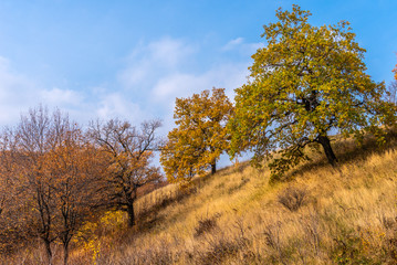 Autumn wooded landscape - oak grove on the hills, trees with orange leaves and sky with clouds