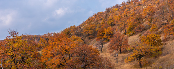 Autumn wooded landscape - oak grove on the hills, trees with orange leaves and sky with clouds