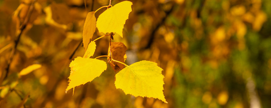 Autumn panoramic natural background - golden yellow birch leaves, lit by the sun