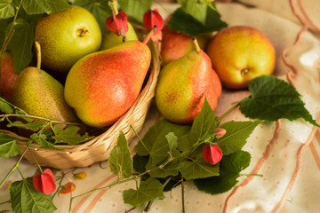 Naklejka na ściany i meble apples and pears on green background of leaves