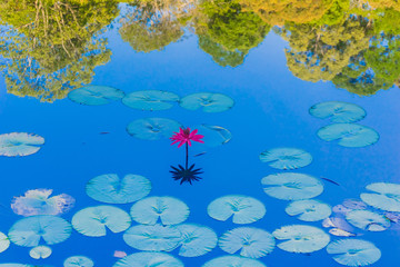 Fototapeta na wymiar Bright Pink water liyl on pond