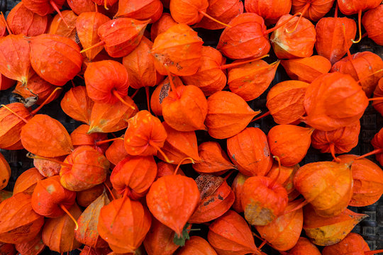 Europe, France, Burgundy, Cote-d'Or, Bard les Epoisses, Physalis also known in French as amour en cage
