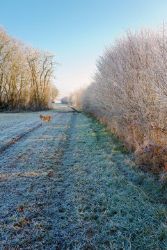 Europe, France, Burgundy, Cote-d'Or, Bard les Epoisses, frozen path in the countryside with a dog