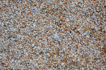 Sand with shells, different color and size. Background. Copy space. There is a place for text.