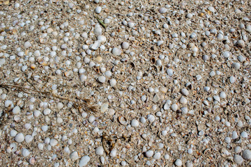 Sand with shells, different color and size. Background. Copy space. There is a place for text.