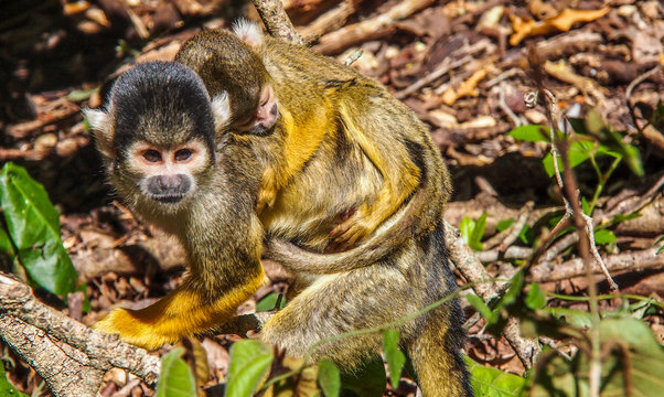 South Africa, Western Cape province, Garden Route, Nature's Valley, Monkeyland Primate Sanctuary, Squirrel monkey (Saimiri) carrying its young on its back