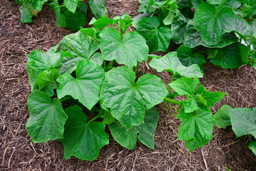 young cucumber in the garden