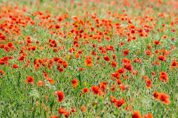 Red poppy field Netherland
