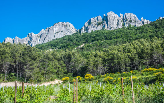 France, Vaucluse, Gigondas, Dentelles de Montmirail and Cotes-du-Rhone Villages AOC vineyard
