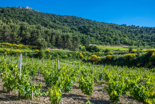 France, Vaucluse, Gigondas, landscape of Cotes-du-Rhone Villages ACO vineyards