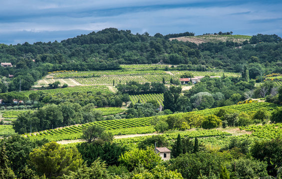 France, Vaucluse, Enclave des Papes, Visan, Cotes-du-Rhone Village AOC vineyard