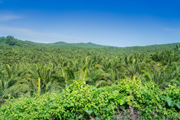 Fototapeta na wymiar Oil Palm trees