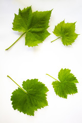 4 green leaves of grapes, on a white background. Close-up. There is a place for text. Copy space. Isolated on white background