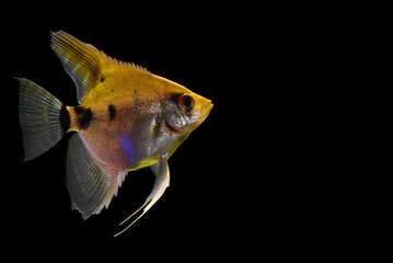 Image of a small golden aquarium angelfish on a contrasting black background