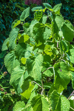 France, Gironde, green house tropical plant, Patchouli