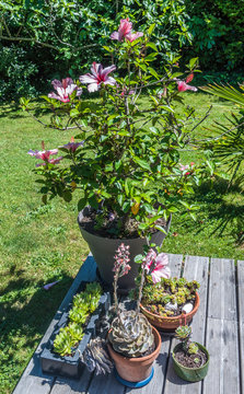 France, Arcachon Bay, hibiscus and succulent plants in a private garden