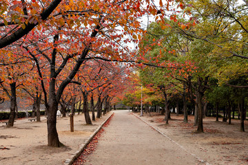 Naklejka premium Autumn color at a street in Osaka, Japan