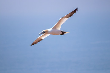 Basstölpel im Flug