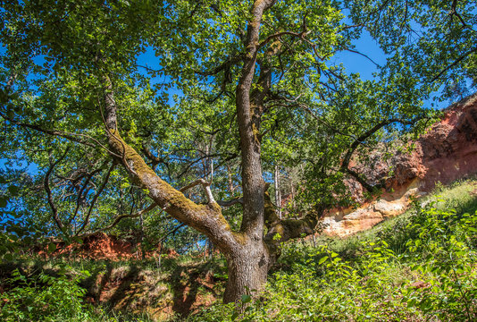 France, Vaucluse, Rustrel, Provencal Colorado forest