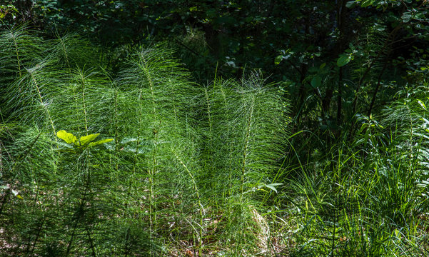 France, Vaucluse, Rustrel, horsetails in Provencal Colorado wetlands