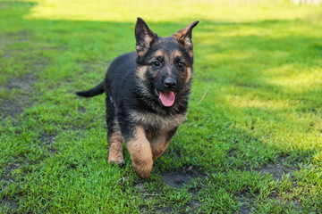 German shepherd puppy playing outdoors, day, closeup
