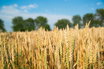 Field of wheat on a sunny day