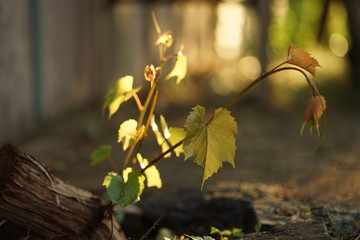 Vines with young leaves beautifully lit by the sunset light of the sun.