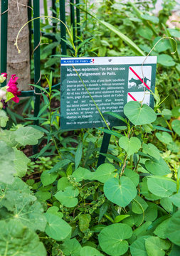 France, 16th arrondissement of Paris, tree replanting on the avenue Georges Mandel