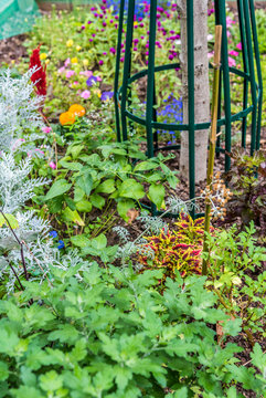 France, 16th arrondissement of Paris, tree replanting on the avenue Georges Mandel