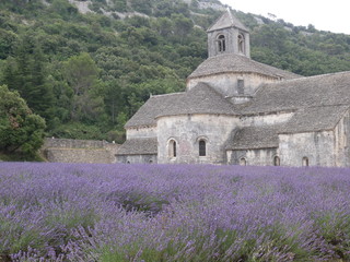 Senaque’s Abbey lavander flower orchard at Gordes  Luberon Provence France