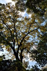 Autumn color at a Japanese garden in Osaka, Japan