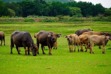 Naklejka na ściany i meble A herd of Thai water buffalos on the green field. 