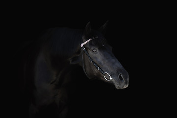 Fototapeta na wymiar portrait of beautiful black horse with bridle isolated on black background