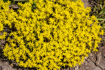 Small bright yellow flowers as  autumn or summer background for postcards and advertisements.