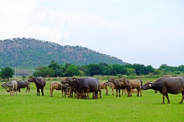 A herd of Thai water buffalos on the green field with mountain background.